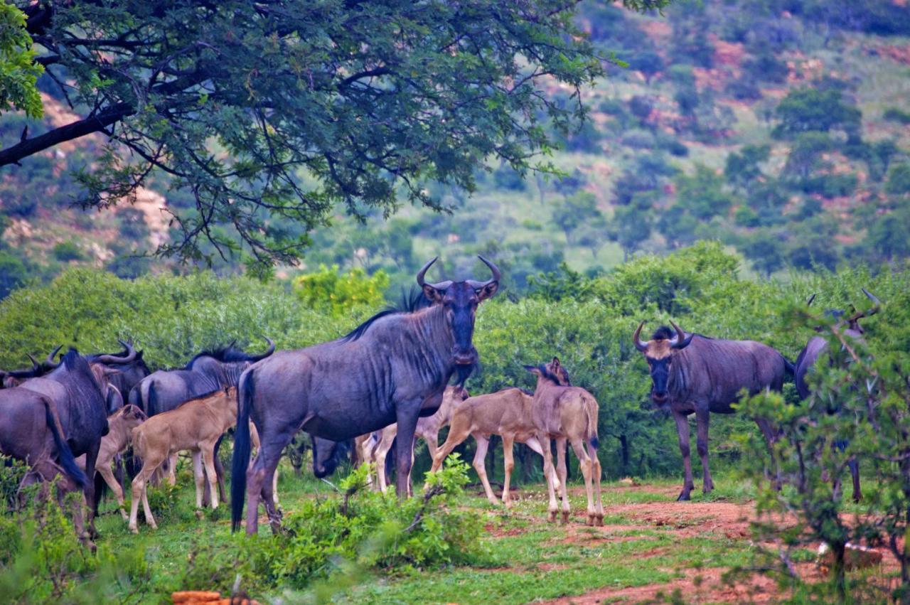 Kedar Heritage Lodge, Conference Centre & Spa Phokeng Εξωτερικό φωτογραφία